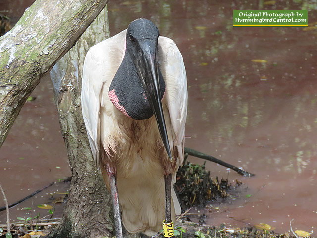 Garzón Soldier - jabiru mycteria
